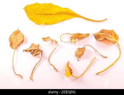 A top-down studio shot featuring a collection of dried, withered yellow and brown autumn leaves with stems, arranged on a clean white background Stock Photo