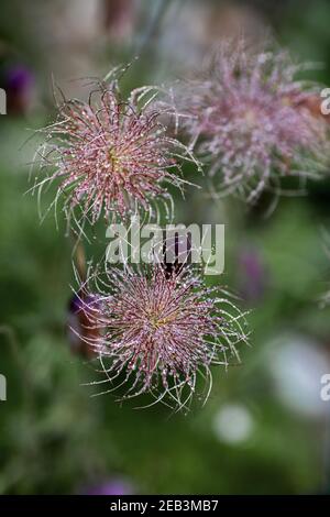 beautiful faded blossom of a European pasqueflower i Stock Photo