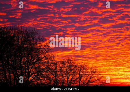 WIMBLEDON LONDON, UK 12 February 2021. Trees are silhouetted against a dramatic sky with altocumulus  cloud formations at sunrise over Wimbledon on a cold winter morning.  Credit amer ghazzal/Alamy Live News Stock Photo