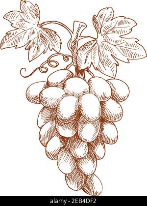 Ripe bunch of sweet juicy grape fruit on curved grapevine with leaves and tendril. Sketch style vector for vineyard or winery emblem, healthy dessert Stock Vector