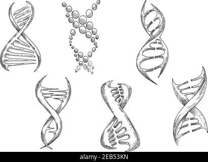 Modern stylized biological models of DNA with double helices. Medicine, genetic science or biotechnology design usage. Sketch style vector icons Stock Vector