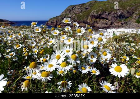 Wild Ox-eye daisies, leucanthemum vulgare, on a deserted  island off the west coast of Scotland Stock Photo