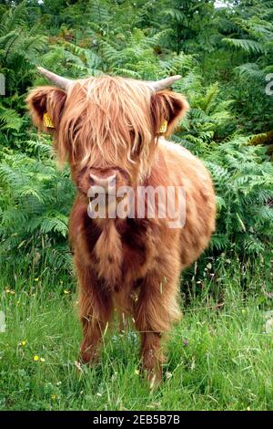 Cute highland cow calf by the roadside on the Isle of Mull Stock Photo