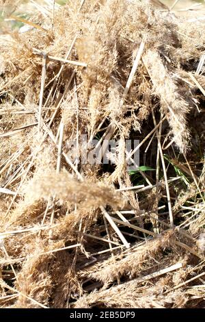 Thatching a Somerset cottage using wheat and traditional hazel spurs Stock Photo