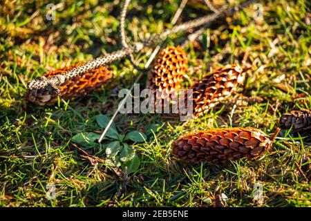 Pine cones lying on the grass on a sunny winter day Stock Photo