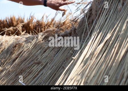 Thatching a Somerset cottage using wheat and traditional hazel spurs Stock Photo