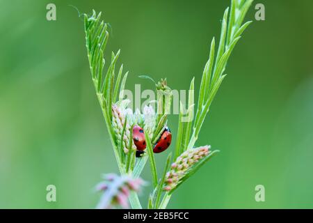 Two seven-spot ladybirds beetles resting on a meadow plant with flowers. At dusk. Genus species Coccinella septempunctata. Stock Photo