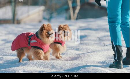 Cute Pomeranian dogs wearing a coat and walking in the snow, their owner is standing next to them Stock Photo