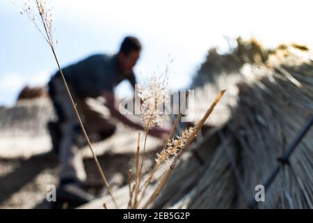 Thatching a Somerset cottage using wheat and traditional hazel spurs Stock Photo