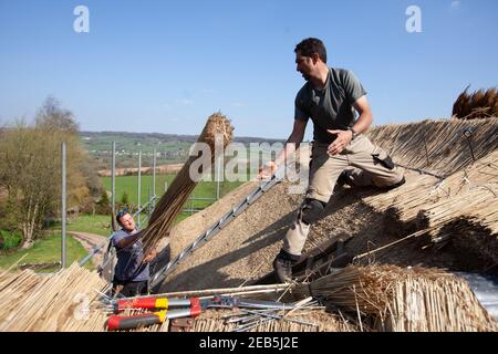 Thatching a Somerset cottage using wheat and traditional hazel spurs Stock Photo