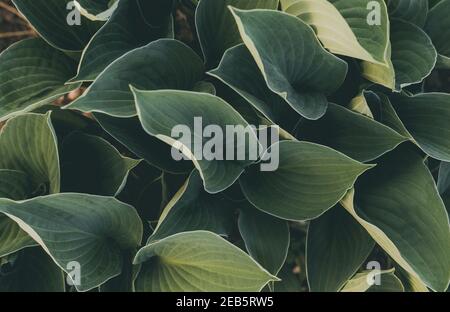 Green leaves in garden, natural leaf texture background, abstract pattern Stock Photo