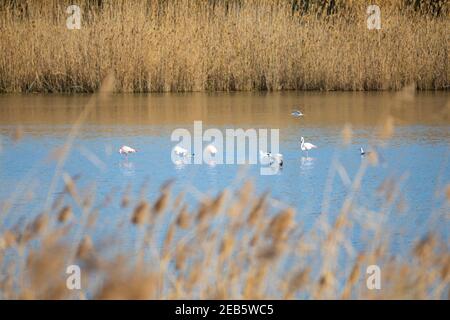 Greater flamingo gaggle (Phoenicopterus roseus) in Llobregat river Stock Photo