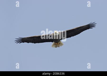 Bald Eagle in flight(Haliaeetus leucocephalus) Lake Kissimee, florida, USA BI001190 Stock Photo