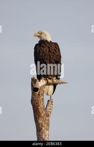 Bald Eagle on dead tree(Haliaeetus leucocephalus) Viera Wetlands, florida, USA BI001202 Stock Photo