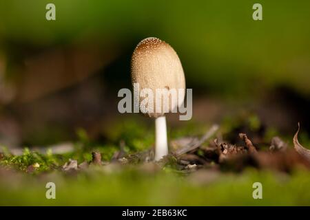 Domestic dung mushroom (coprinus domesticus) or firerug inkcap in moss Stock Photo