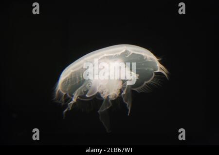 Moon JellyAurelia labiatae in aquarium tank IN000176 Stock Photo