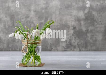 White fragile snowdrops in a glass jar with bow against gray background. Small beautiful bouquet of the first spring flowers Galanthus Nivalis. Vintag