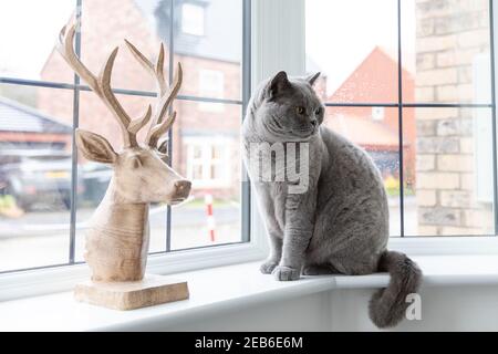 British Short hair Cat Blue Stock Photo