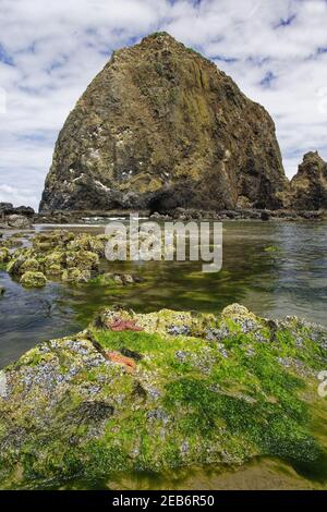 Ochre Sea Stars (Pisaster ochraceus)exposed at high tide with Haystack Rock in the background Cannon Beach Oregon, USA LA000963 Stock Photo
