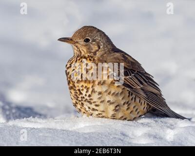 Mistle Thrush Turdus viscivorus feeding on the ground in snow winter february Norfolk Stock Photo