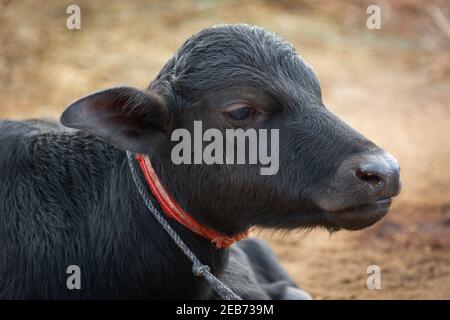 Baby buffalo in rural village Stock Photo