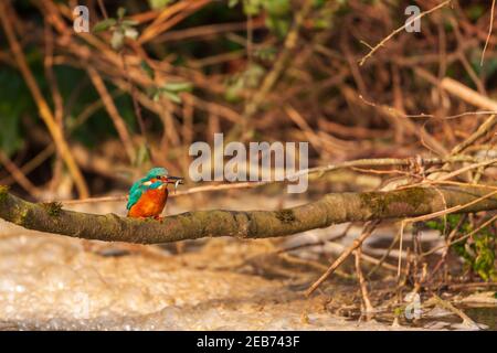 Kingfisher in their natural habitat. Stock Photo