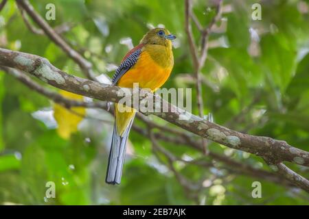 orange-breasted trogon Harpactes oreskios front profile perch on a branch Stock Photo