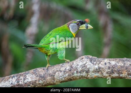 fire-tufted barbet Psilopogon pyrolophus perch on a branch Stock Photo