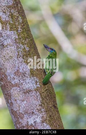 red-throated barbet Psilopogon mystacophanos female perch on a tree trunk Stock Photo