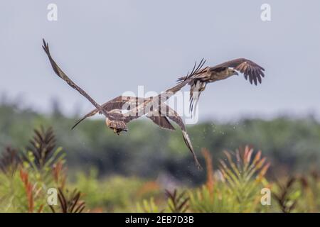 brahminy kite Haliastur indus juvenile fighting for food Stock Photo