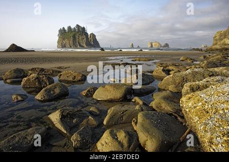 Offsore Sea Stacks and TidepoolsSecond Beach Olympic National Park Washington State USA LA001567 Stock Photo