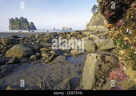 Offsore Sea Stacks and Tidepools with Ochre Sea Stars (Pisaster ochraceus) Second Beach Olympic National Park Washington State USA LA001572 Stock Photo