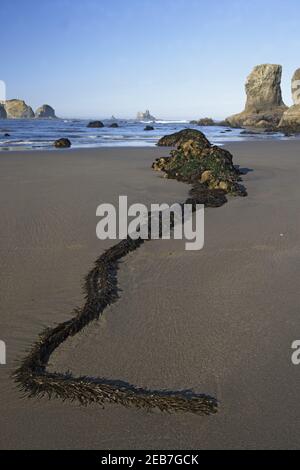 Offsore Sea Stacks and Seaweed at low tideSecond Beach Olympic National Park Washington State USA LA001592 Stock Photo