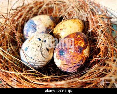 Common quail bird eggs inside a nest, Stock Photo