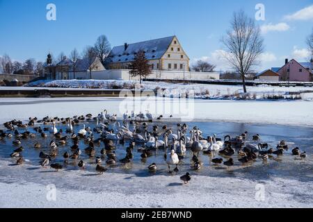 Tirschenreuth, Germany. 12th Feb, 2021. Ducks and swans cavort on a small ice-free section of the Netzbach. According to the Bavarian government, the more contagious coronavirus variant from Great Britain has already gained the upper hand in some eastern Bavarian regions among commuters from the Czech Republic. The proportion of the mutated variant in positive Corona tests is around 70 percent in Tirschenreuth, Bavarian Prime Minister Söder (CSU) said on 'Markus Lanz'. Credit: Nicolas Armer/dpa/Alamy Live News Stock Photo
