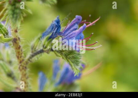 Echium vulgare blue purple inflorescence and leaves close up Stock Photo