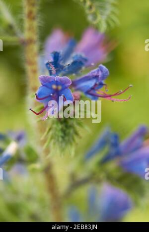 Echium vulgare blue purple inflorescence and leaves close up Stock Photo