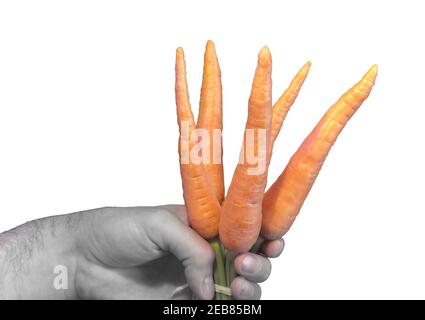 bunch of clean fresh carrots with short tops in man hand. selectively uncolored. isolated on white background Stock Photo