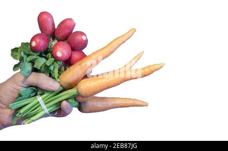 radish and carrots tied bunches. clean fresh unpeeled vegetables with cut and lush green top in man hand. isolated on white background Stock Photo