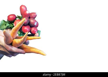radish and carrot bunches with lush tops. prepared for market fresh vegetables in man hand. isolated on white background, with clipping path Stock Photo