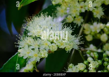 Lemon Ironwood Flowers Stock Photo