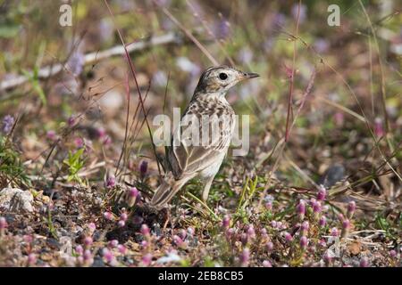 Paddyfield Pipit standing in an open field Stock Photo