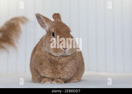 Rufus Rabbit poses on white plush blanket with white wainscot background.  Natural neutral colors and texture copy space. Stock Photo
