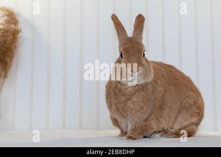 Rufus Rabbit poses on white plush blanket with white wainscot background.  Natural neutral colors and texture copy space. Stock Photo