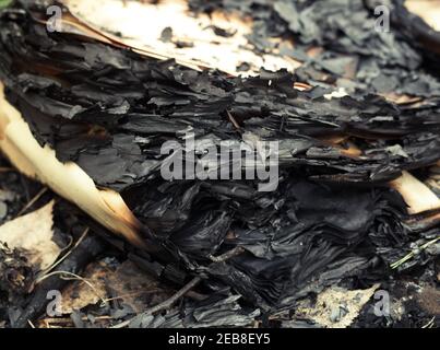 burnt book paper pile on extinct bonfire. fragment of the ashes pile Stock Photo