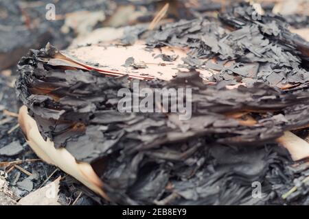 stack of burnt sheets of paper, among the pine needles Stock Photo