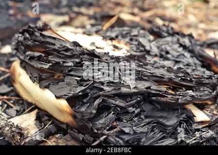 stack of burnt sheets of paper, among the pine needles. selective focus Stock Photo