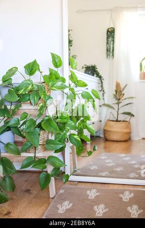 Indoor house plants, devils ivy Stock Photo