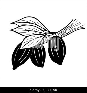 Cacao fruits on branch with leaves, hand drawn black and white illustration Stock Vector