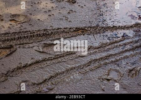 Bicycle tire tracks in the mud Stock Photo